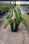 Philodendron billietiae (Philodendron billietiae)