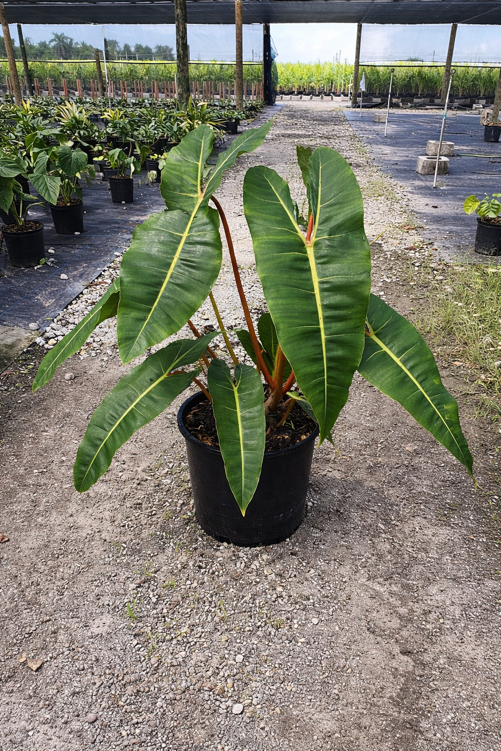 Philodendron billietiae (Philodendron billietiae)