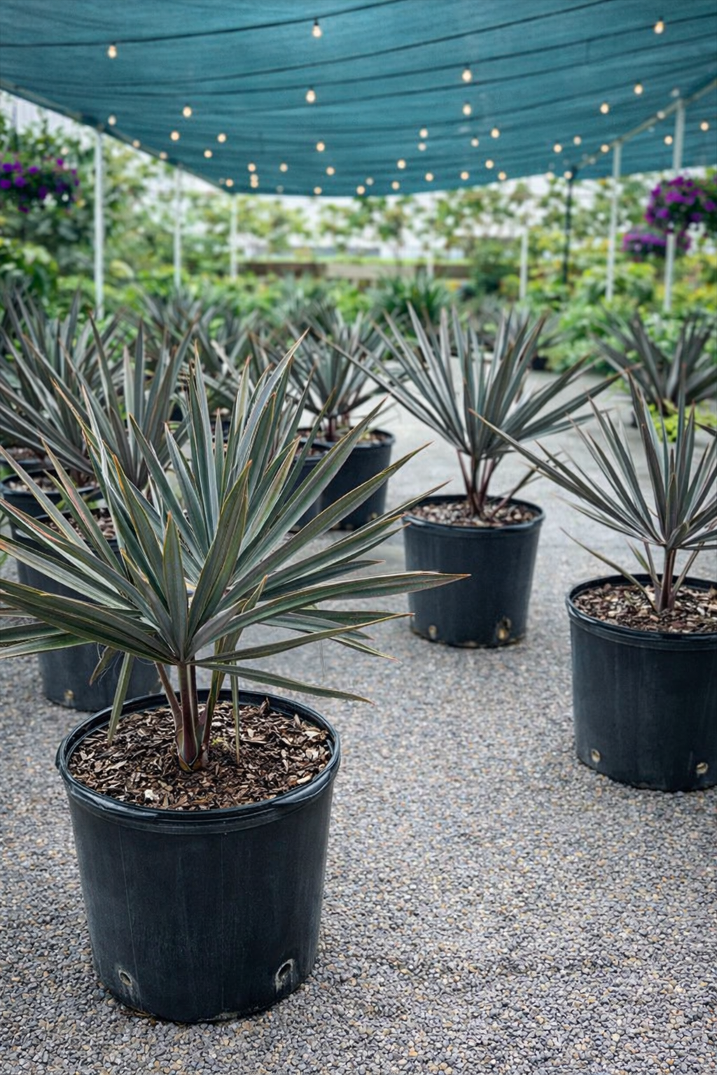 Bismarck Palm (Bismarckia nobilis)