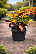 Croton ‘Mango’ Standard (Codiaeum variegatum)