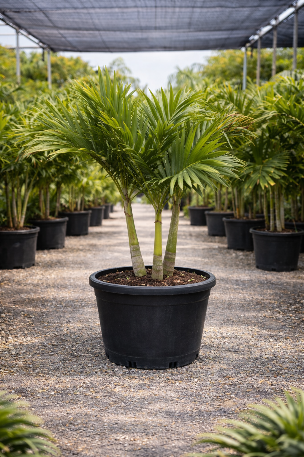 Christmas Palm (Triple) (Adonidia merrillii)