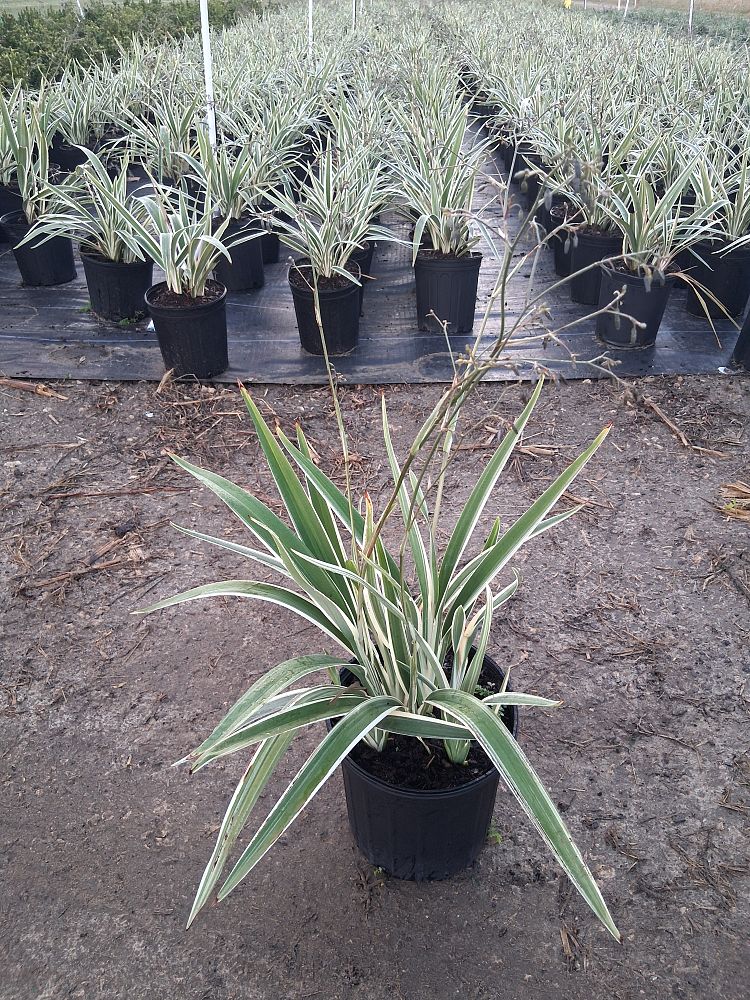 Becca™ Flax Lily (Dianella revoluta)