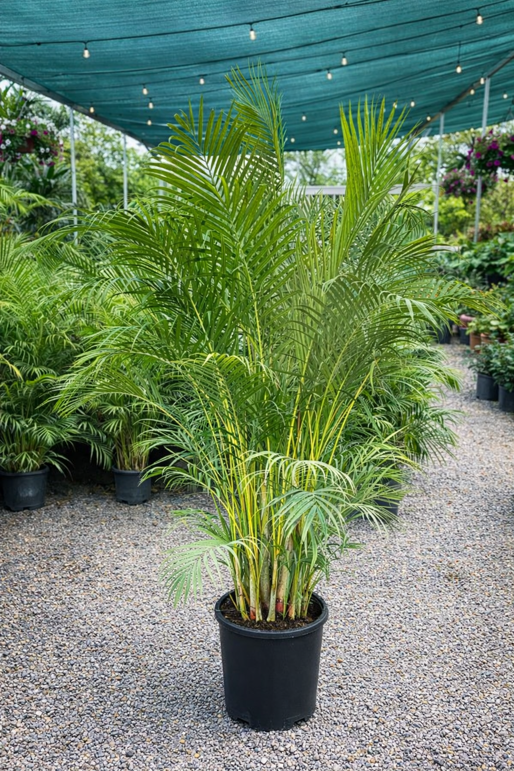 Areca Palm (Dypsis lutescens)