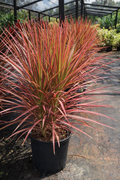 Madagascar Dragon Tree ‘Colorama’ (Dracaena marginata ‘Colorama’)