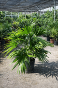Chinese Fan Palm (Single) (Livistona chinensis)
