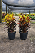 Croton ‘AFD-5’ (Codiaeum variegatum)