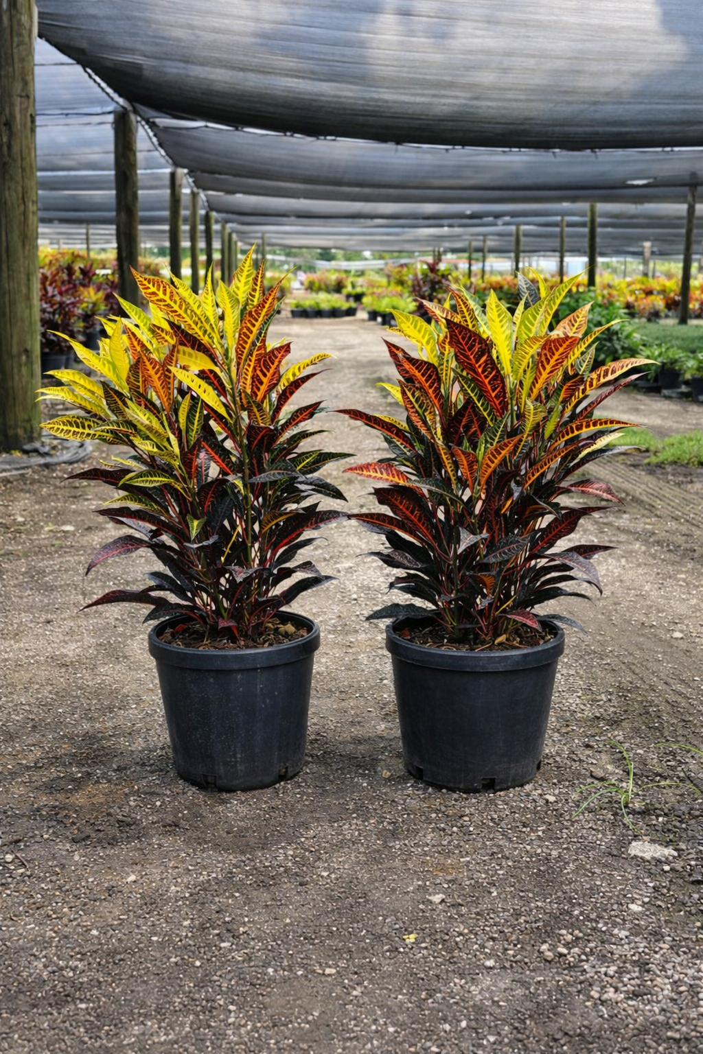 Croton ‘AFD-5’ (Codiaeum variegatum)
