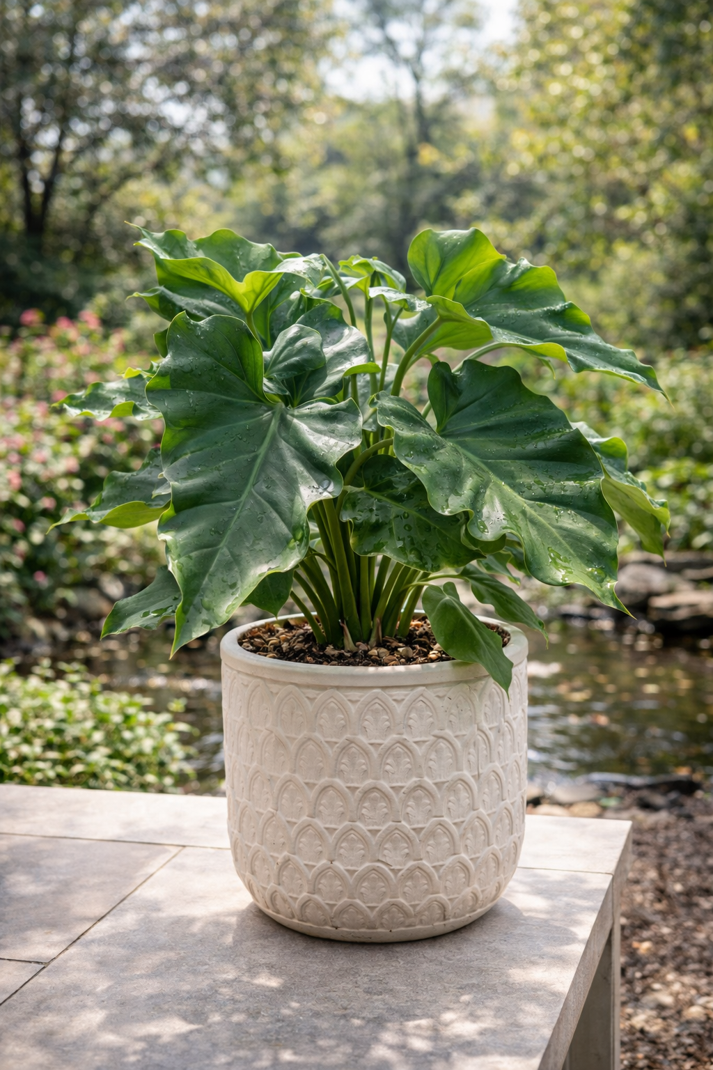 Philodendron ‘Wilsonii’ (Philodendron bipinnatifidum)