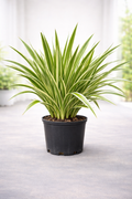 Flax Lily ‘Baby Bliss’ (Dianella revoluta ‘Baby Bliss’)