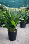 Aspidistra elatior (Cast-Iron Plant)