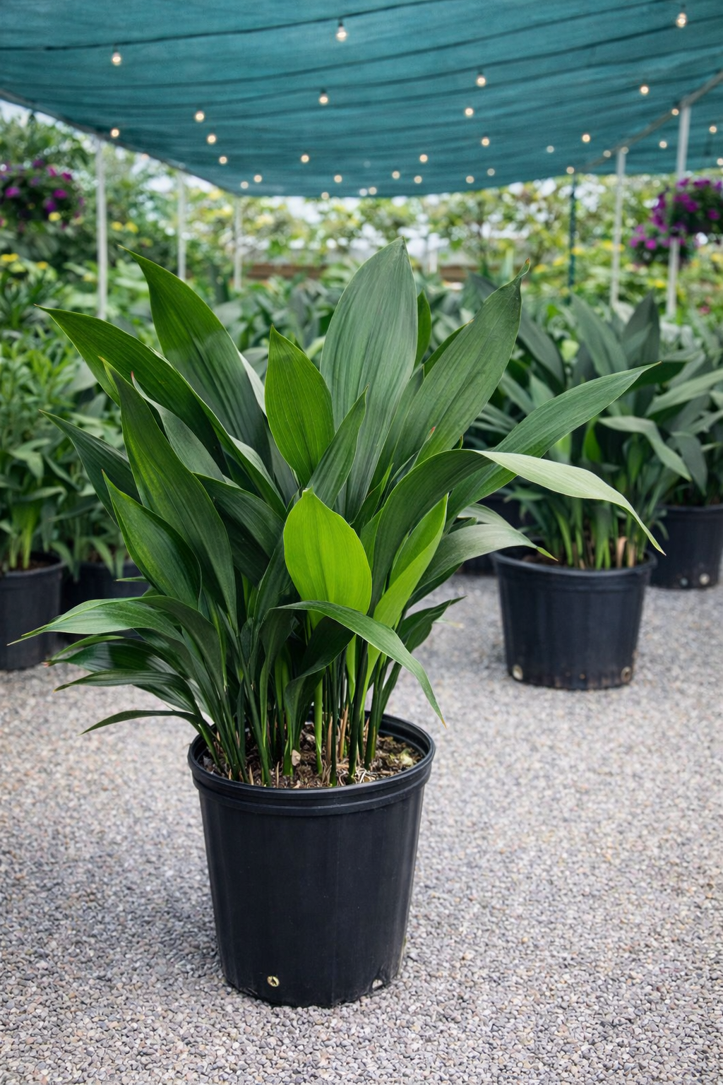 Aspidistra elatior (Cast-Iron Plant)