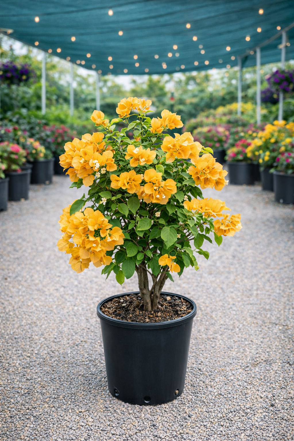 Bougainvillea “California Gold” Bush