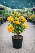 Bougainvillea “California Gold” Bush