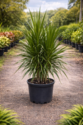Dragon Tree (Dracaena marginata)