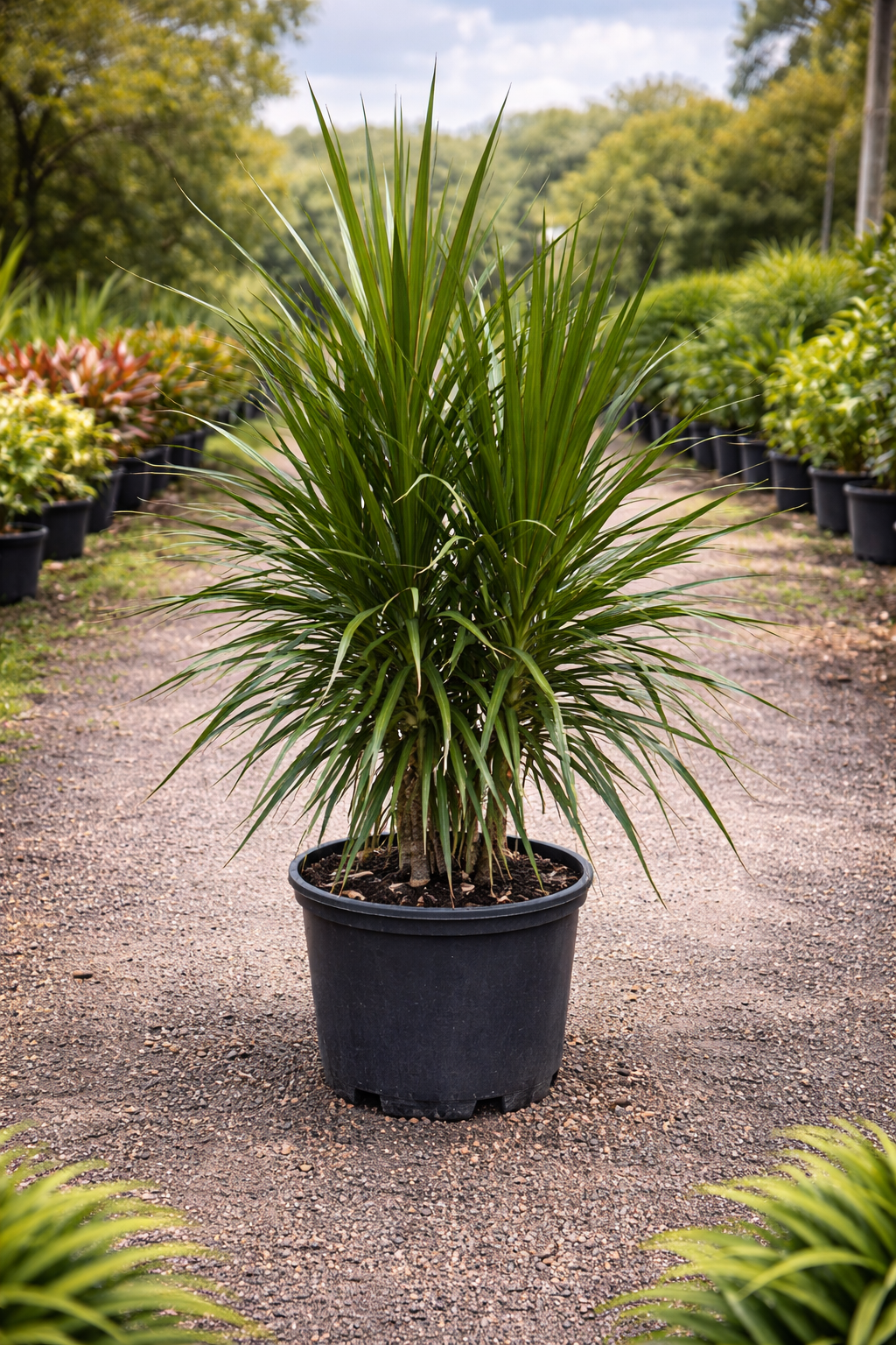 Dragon Tree (Dracaena marginata)