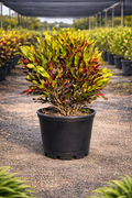 Croton ‘Mammy’ (Codiaeum variegatum)