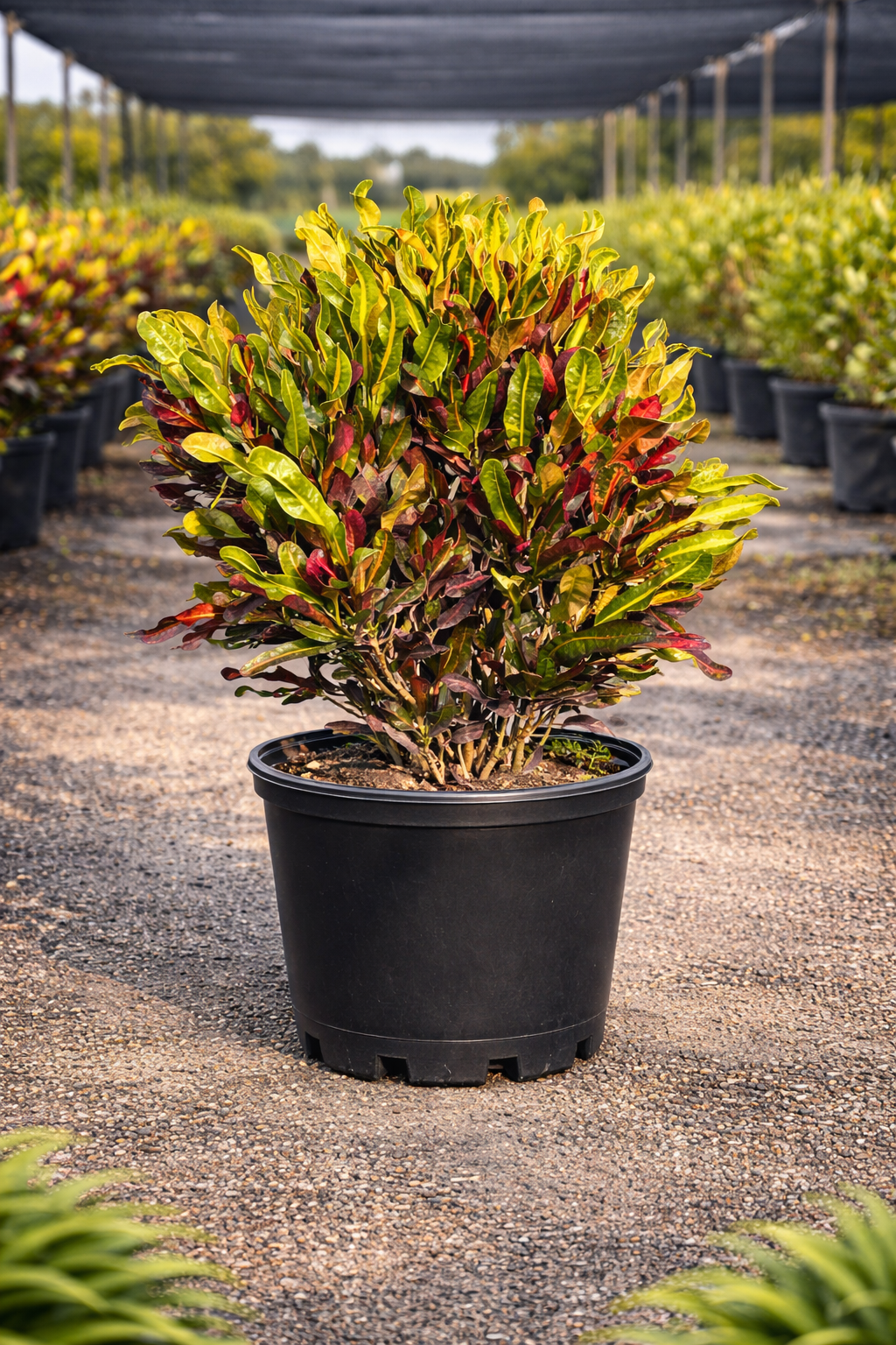 Croton ‘Mammy’ (Codiaeum variegatum)