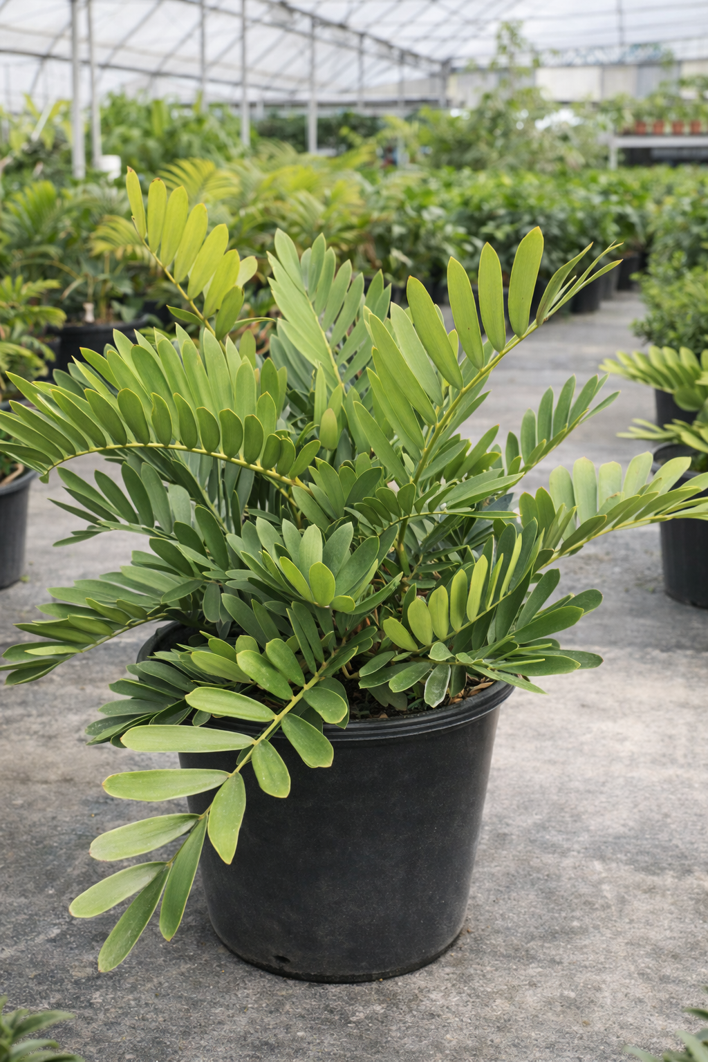 Cardboard Palm (Zamia furfuracea)