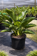 Green Congo Philodendron (Philodendron ‘Congo Green’)