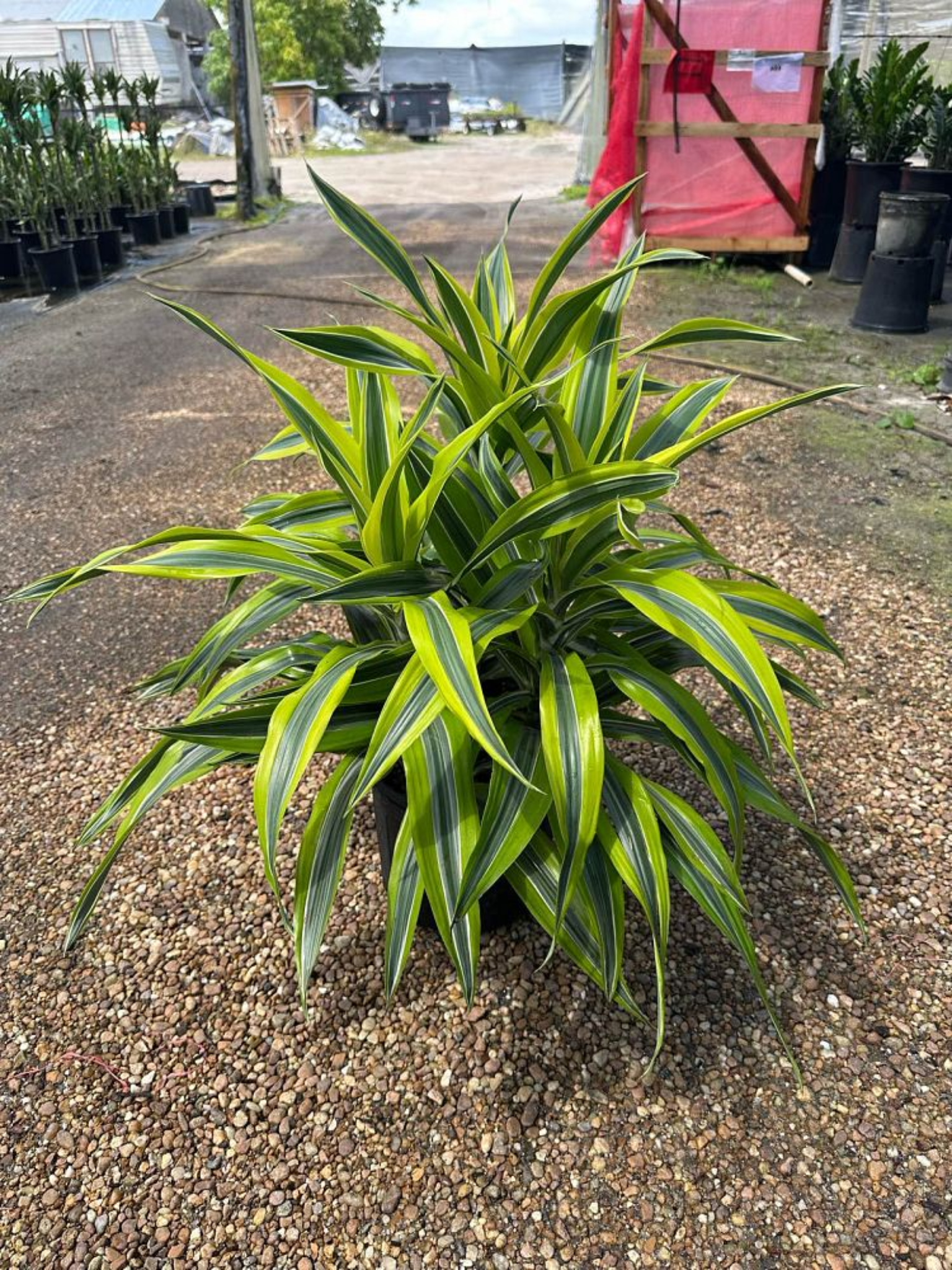 Corn Plant ‘Lemon Lime’ (Dracaena fragrans ‘Lemon Lime’)