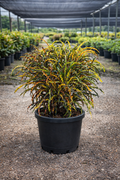 Croton ‘Dreadlock’ (Codiaeum variegatum)