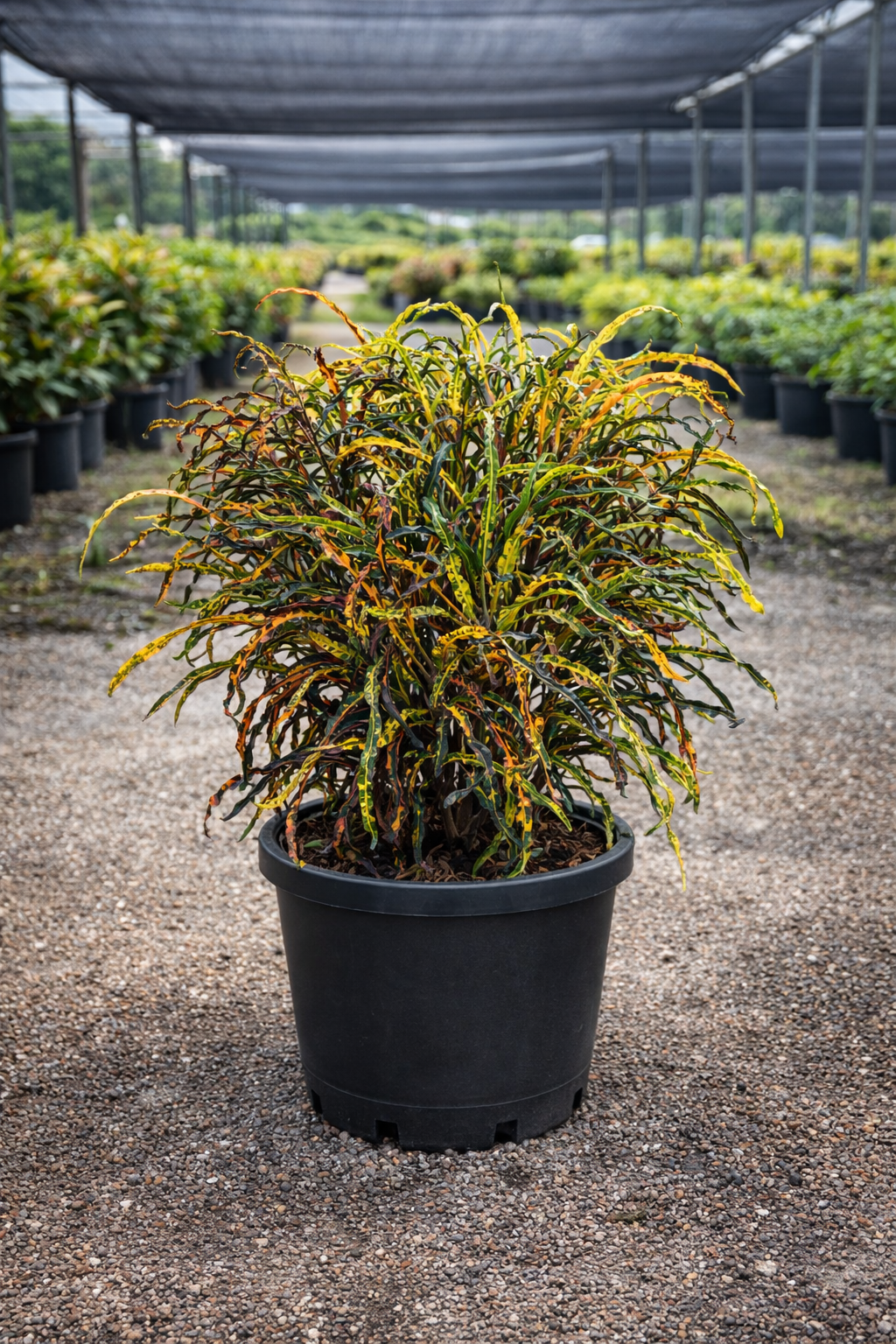 Croton ‘Dreadlock’ (Codiaeum variegatum)