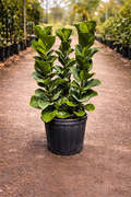 Fiddle Leaf Fig ‘Bambino’ (Ficus lyrata)