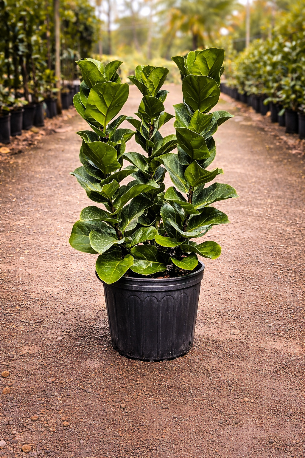 Fiddle Leaf Fig ‘Bambino’ (Ficus lyrata)