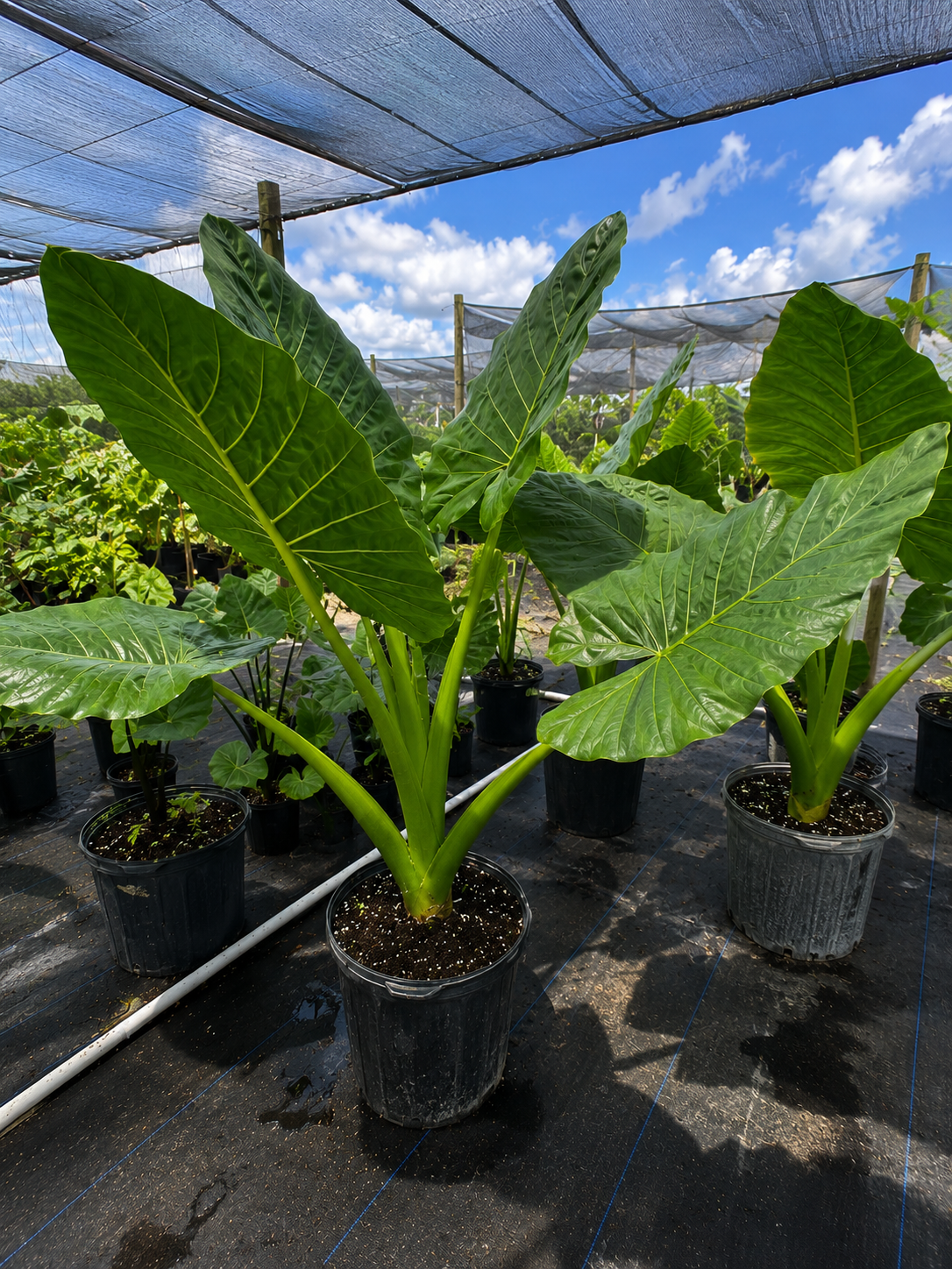 Alocasia ‘Calidora’ / Elephant Ear