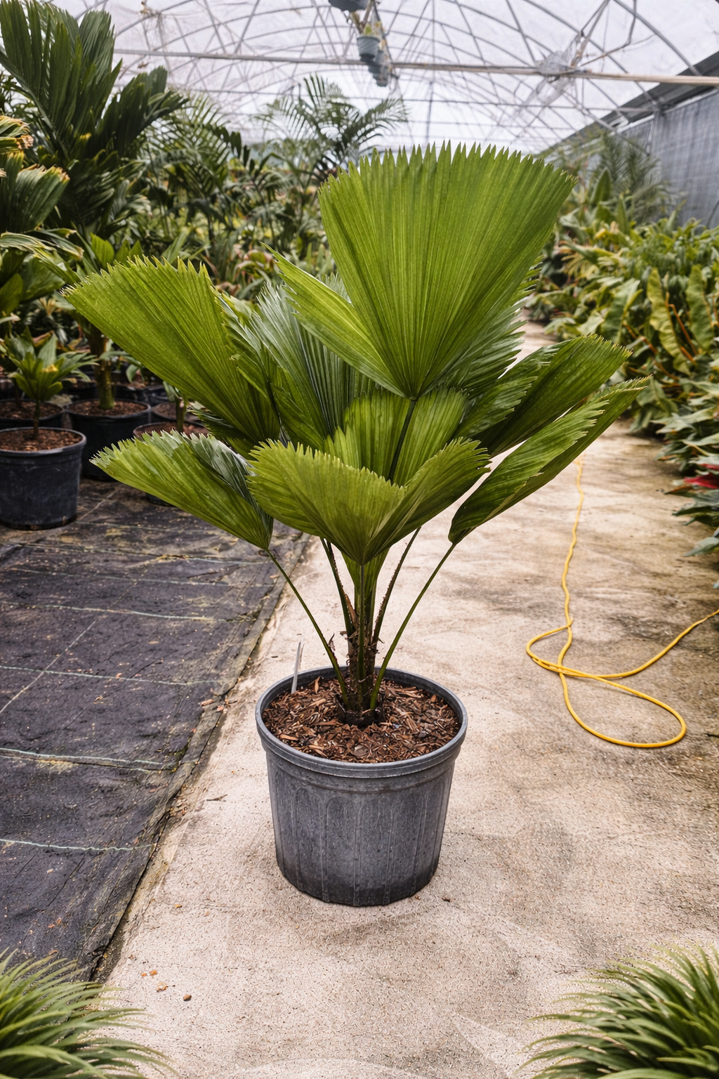 Licuala Grandis Palm / Vanuatu Fan Palm (Licuala grandis)