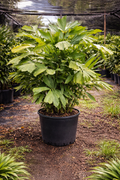 Fishtail Palm (Caryota mitis)