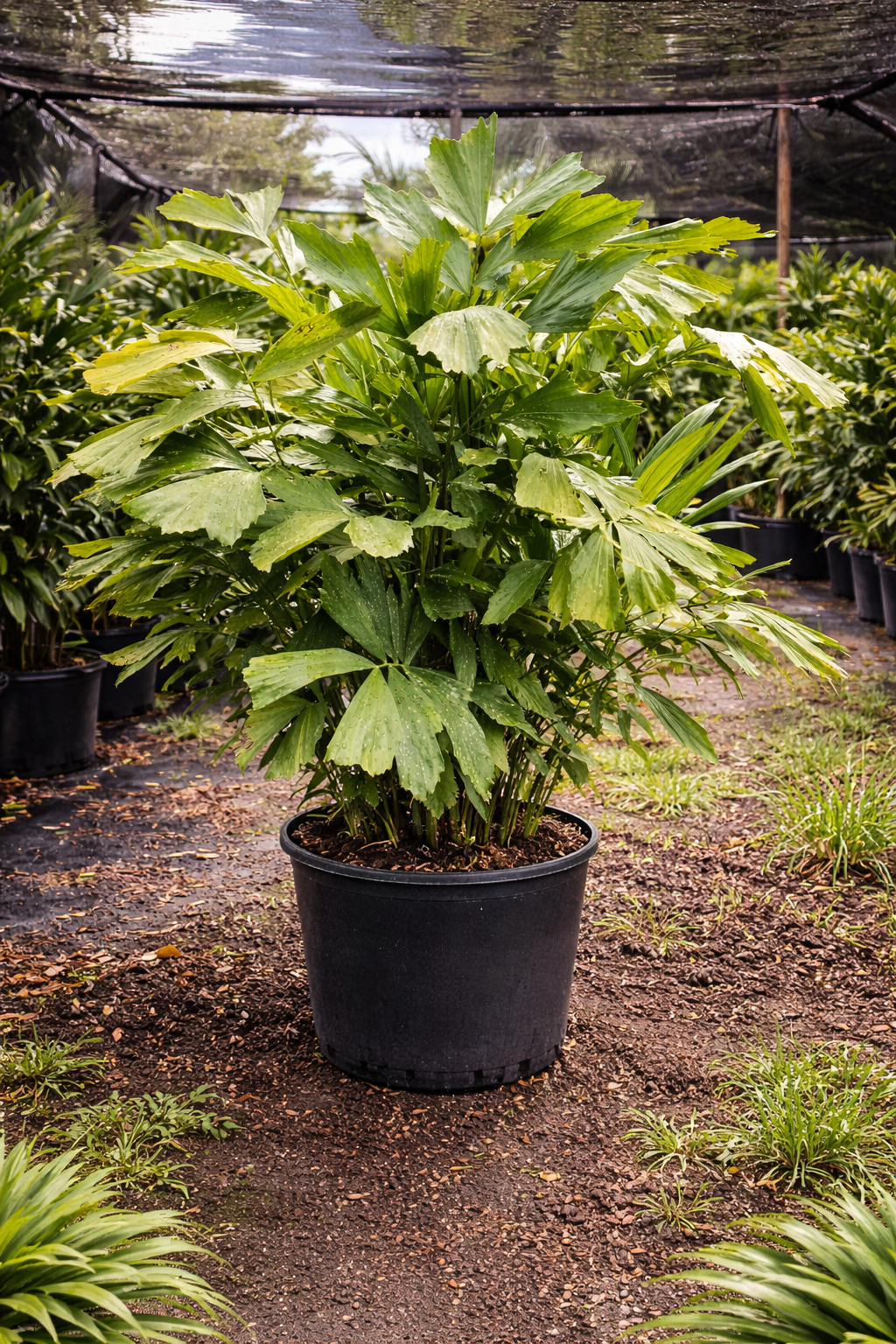 Fishtail Palm (Caryota mitis)
