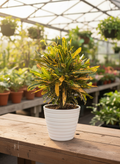 Croton ‘Banana Yellow’ (Codiaeum variegatum)