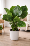Alocasia ‘California’ / Elephant Ear (Alocasia odora ‘California’)