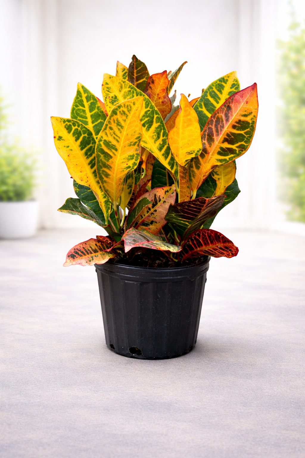 Red Croton ‘Curly Boy’ (Codiaeum variegatum)