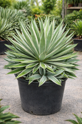 Caribbean Agave (Agave angustifolia)
