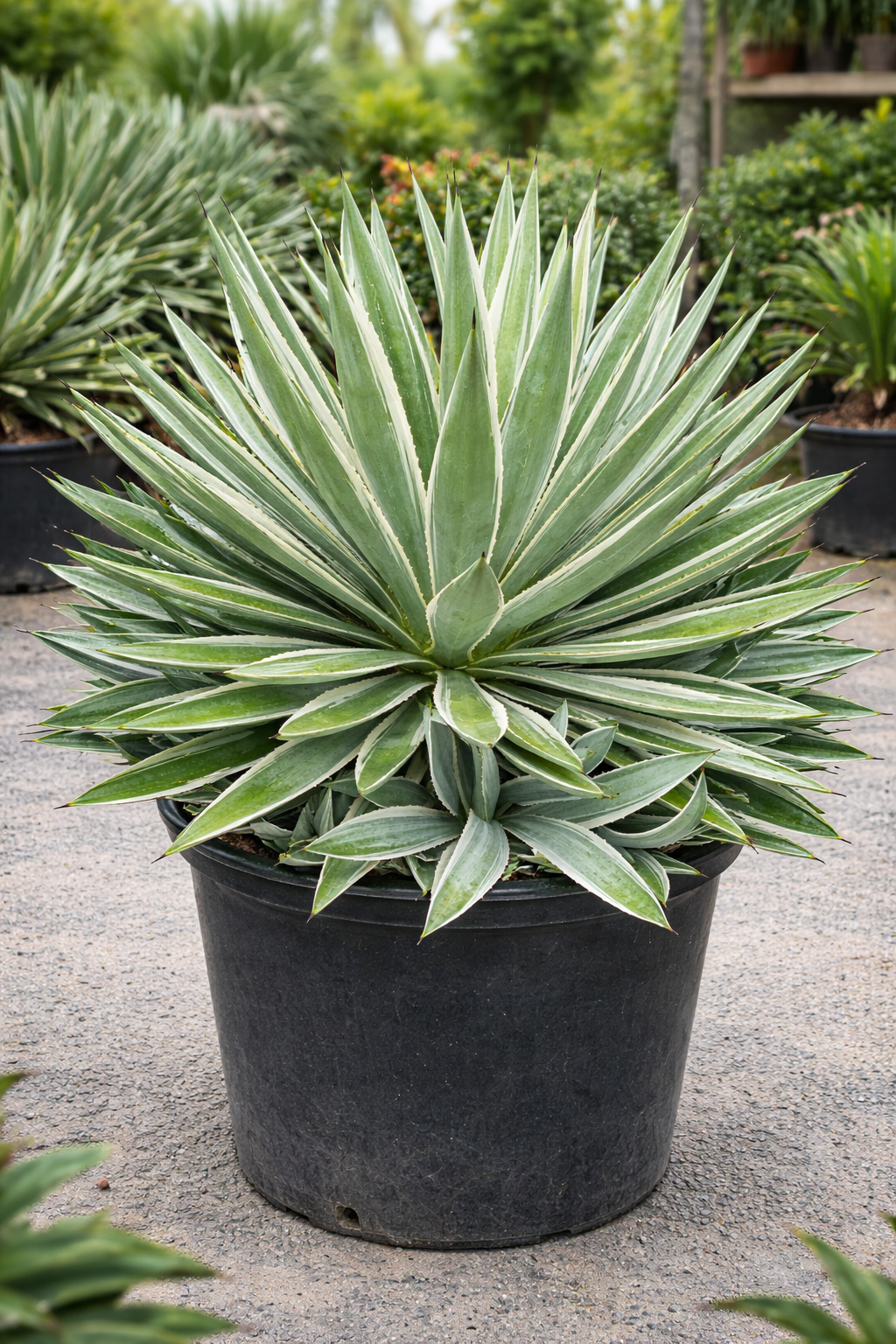 Caribbean Agave (Agave angustifolia)