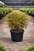 Croton ‘King of Siam’ (Codiaeum variegatum)