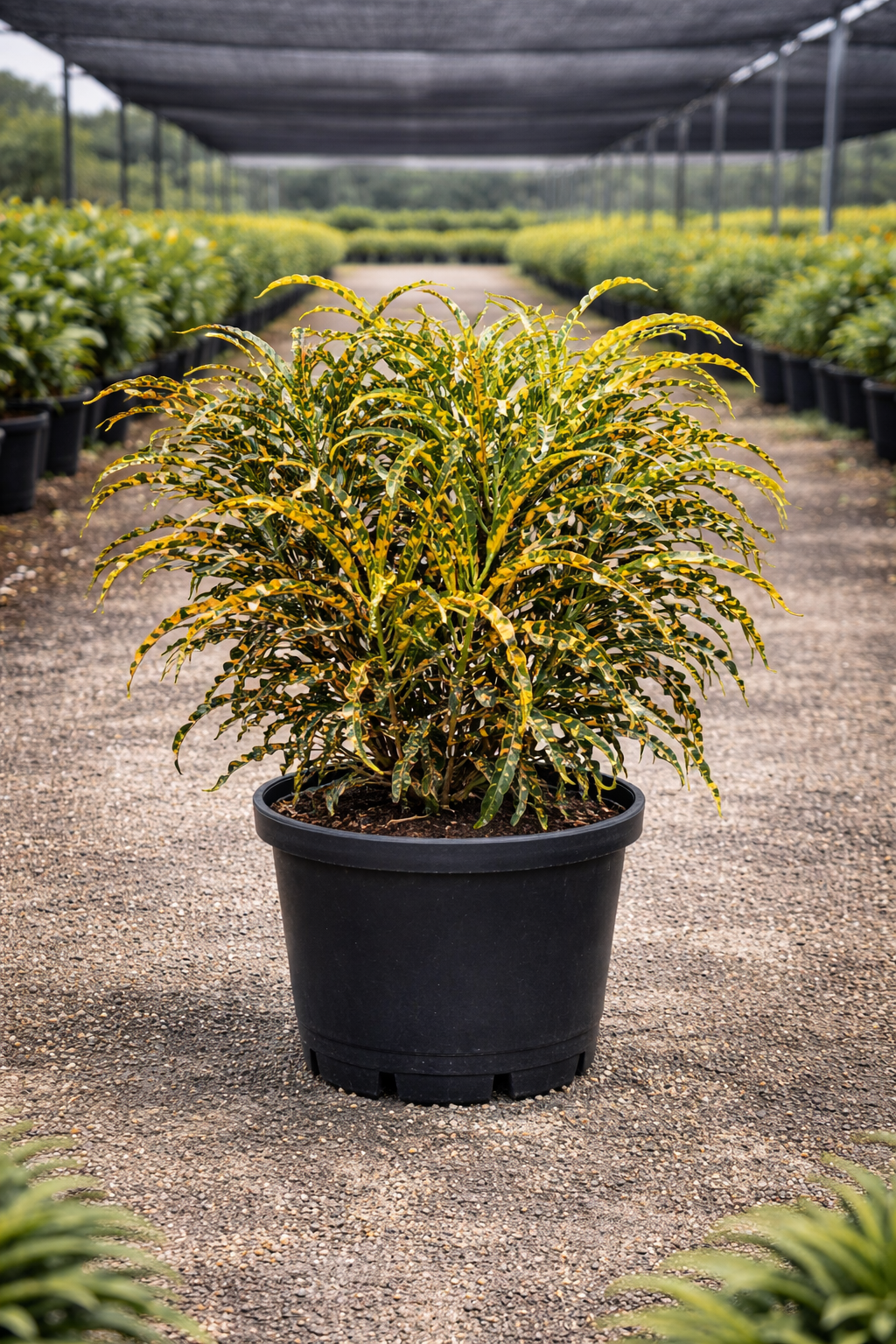 Croton ‘King of Siam’ (Codiaeum variegatum)