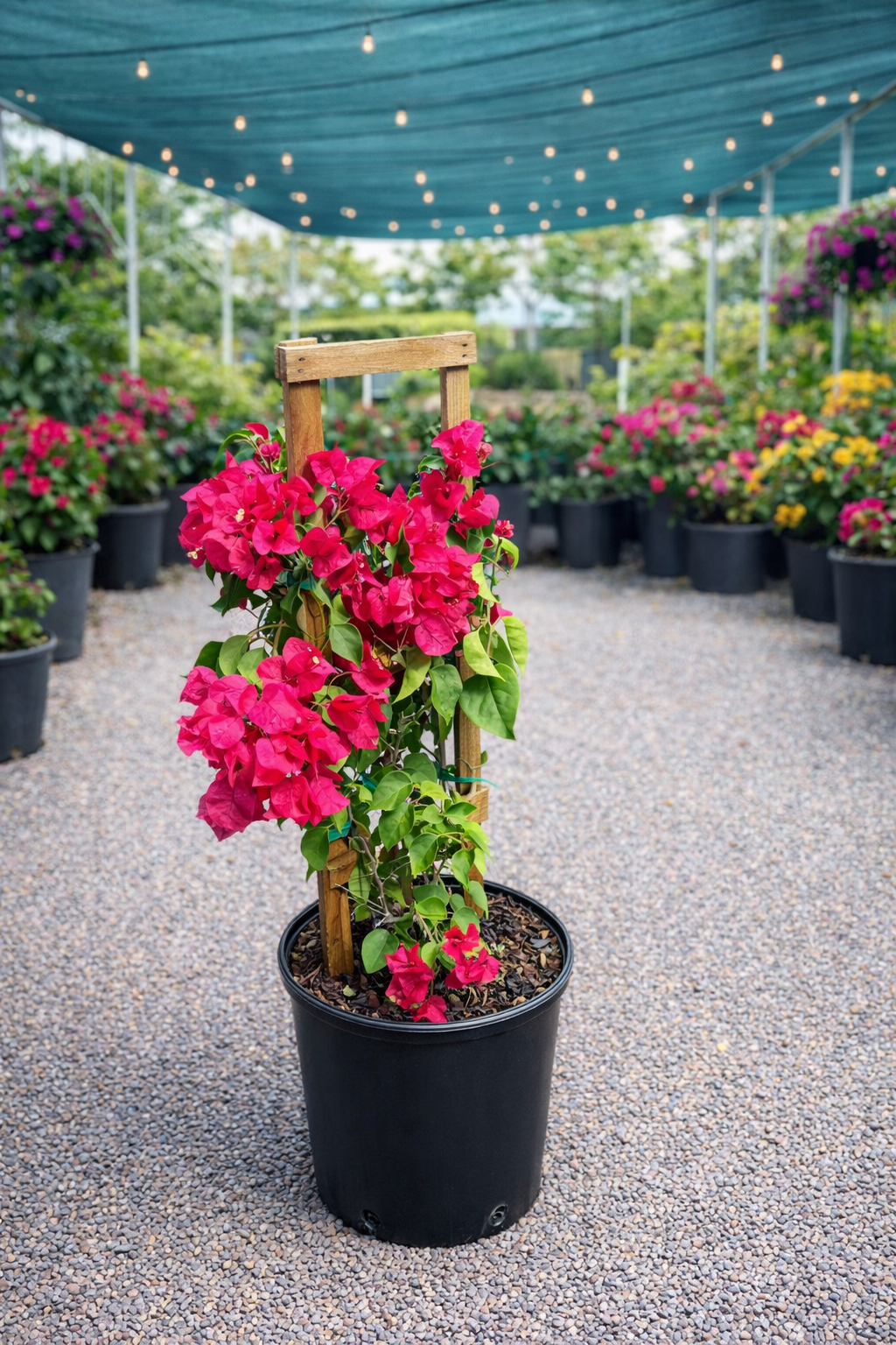 Bougainvillea ‘Barbara Karst’