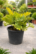 Cardboard Palm (Zamia furfuracea)