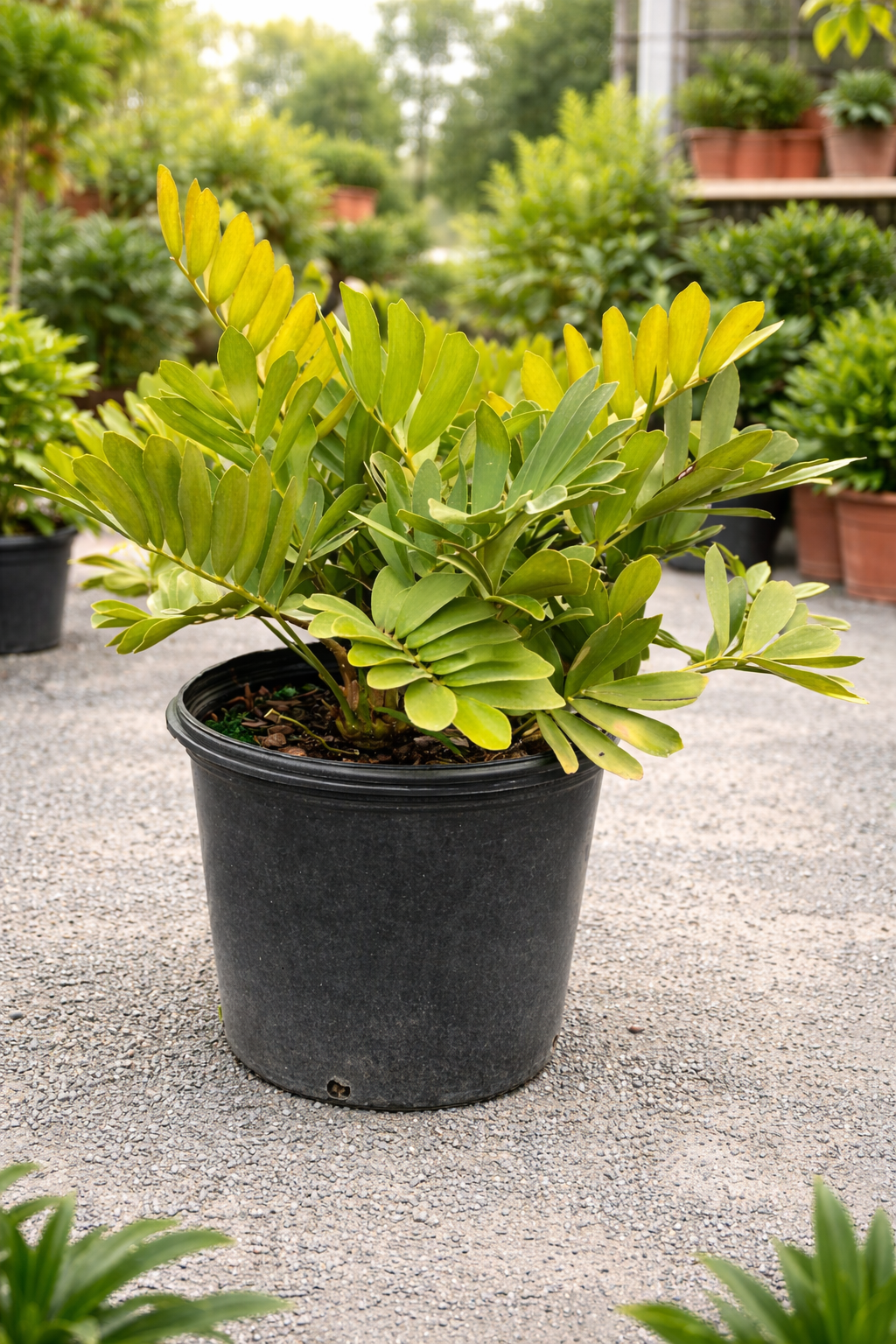 Cardboard Palm (Zamia furfuracea)