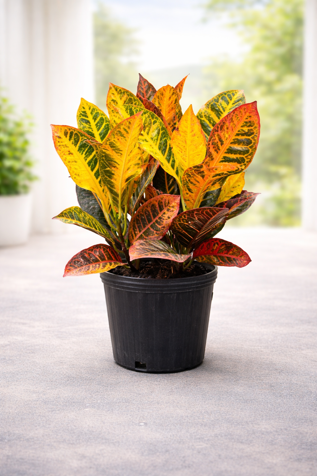 Croton ‘Petra’ (Codiaeum variegatum ‘Petra’)