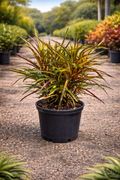 Croton ‘Zanzibar’ (Codiaeum variegatum)
