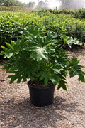 Philodendron Selloum / Tree Philodendron (Philodendron bipinnatifidum)