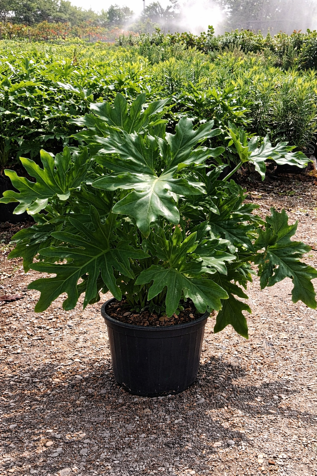 Philodendron Selloum / Tree Philodendron (Philodendron bipinnatifidum)