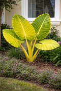 Alocasia ‘Lutea’ (Alocasia ‘Lutea’)