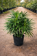 Lady Palm (Rhapis excelsa)