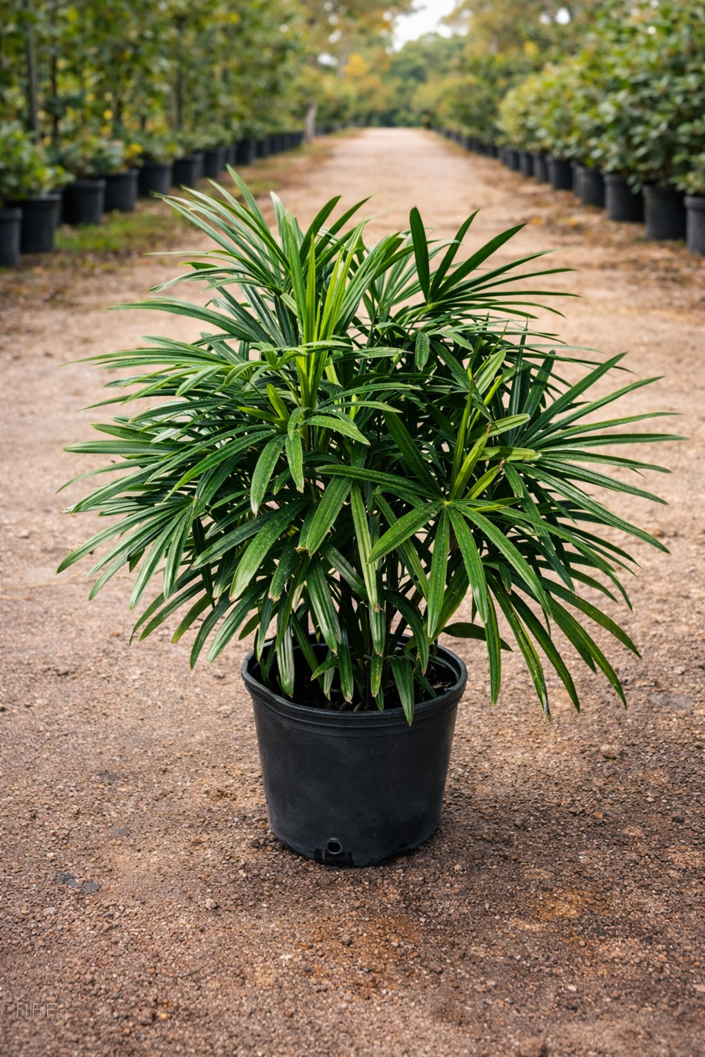 Lady Palm (Rhapis excelsa)
