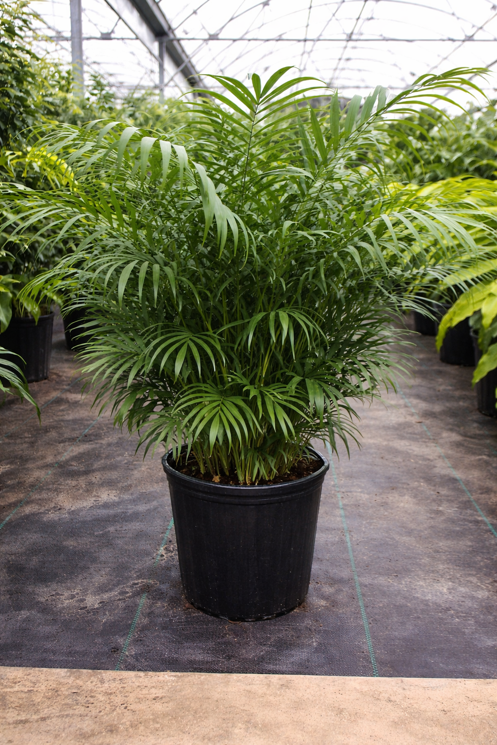 Parlor Palm / Neanthe Bella Palm (Chamaedorea elegans)
